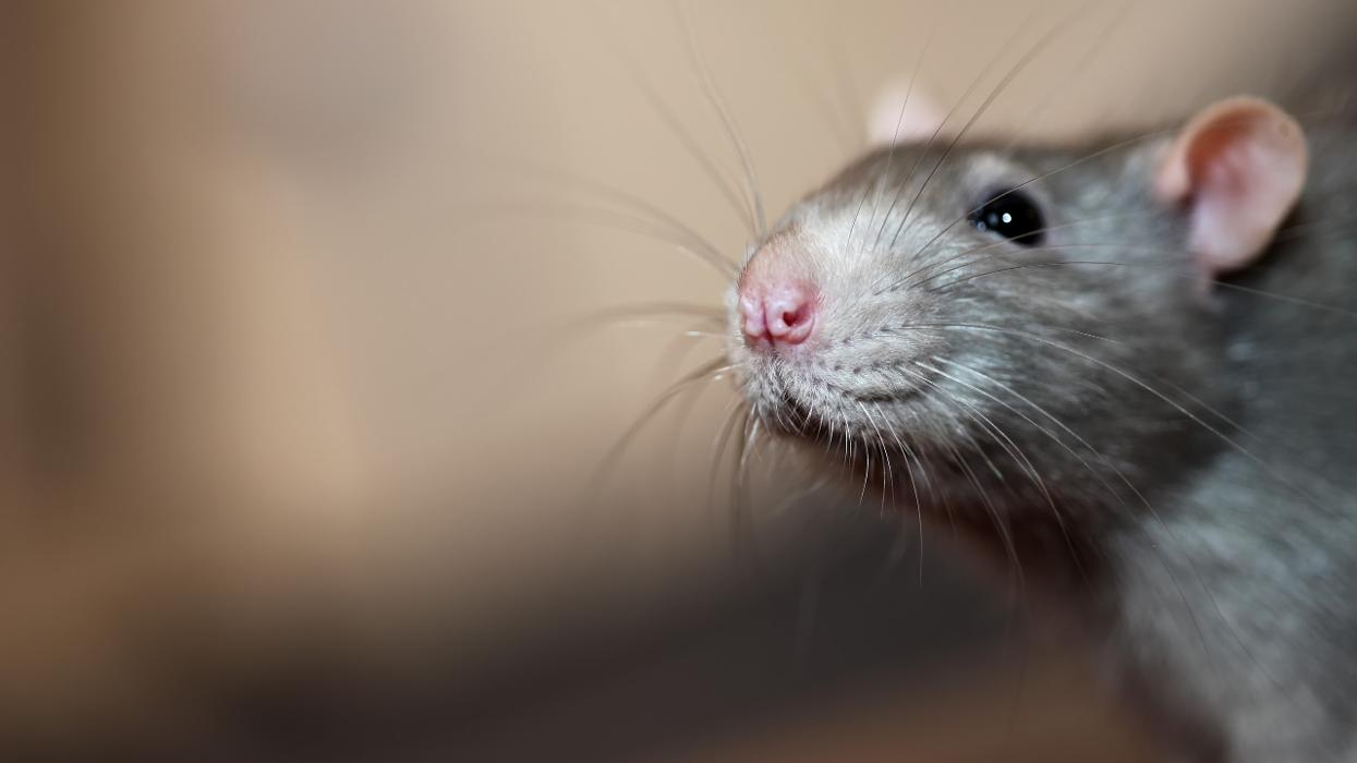 Franklin Pest Solutions - Hammond, IN