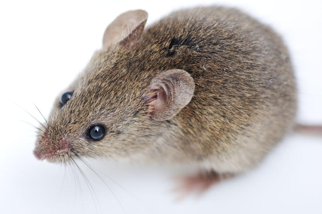 Six Brothers Pest Control - Orem, UT