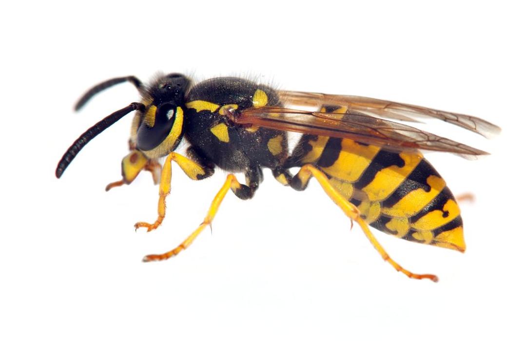 Six Brothers Pest Control - Orem, UT