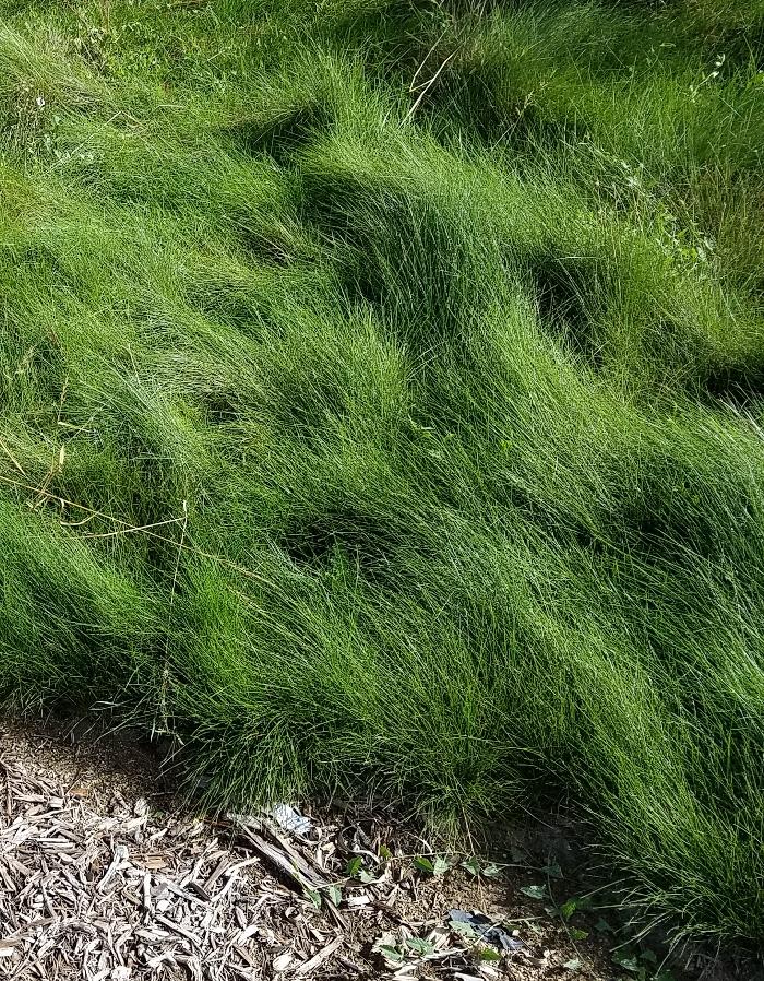 Soils Solutions - Camarillo, CA