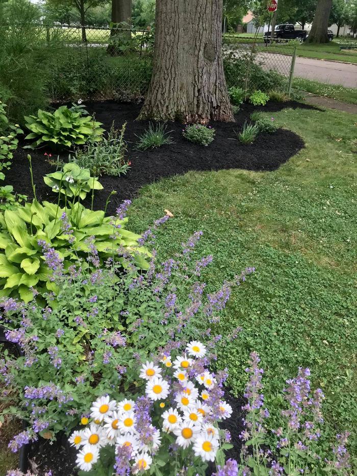 Elmwood Lawn Barber - Lakewood, OH