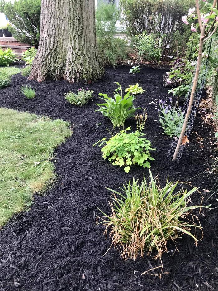 Elmwood Lawn Barber - Lakewood, OH