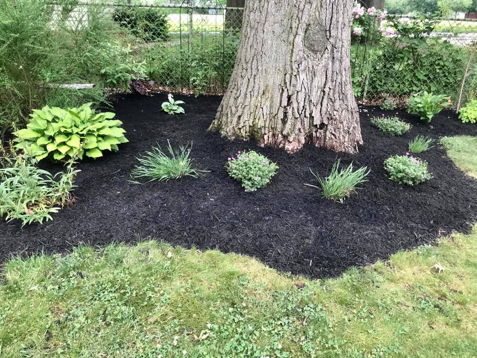 Elmwood Lawn Barber - Lakewood, OH