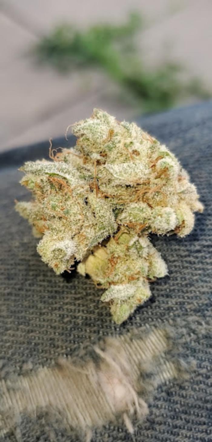 Curaleaf Dispensary Altoona - Altoona, PA