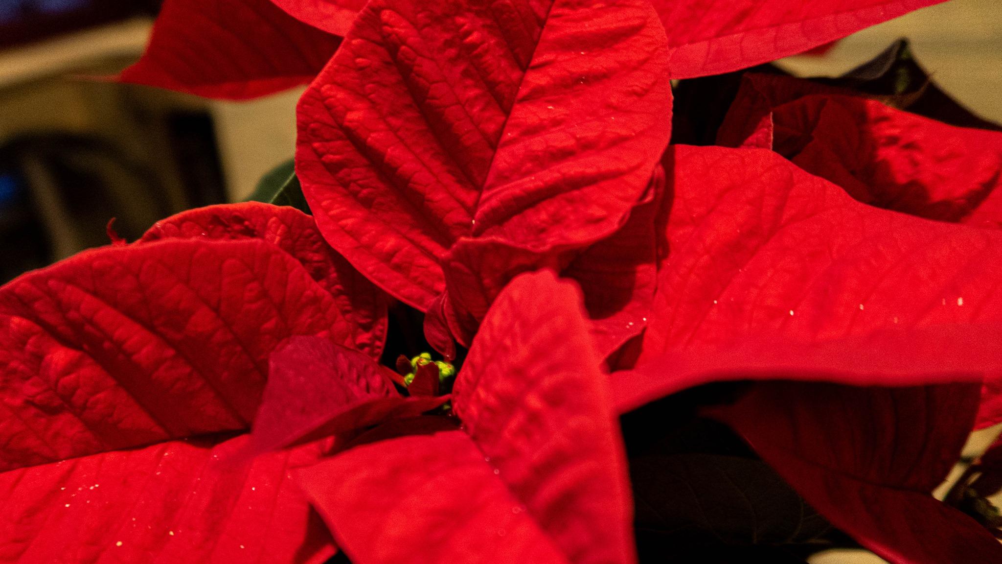 Hochl Floristik, Triester Straße in Graz