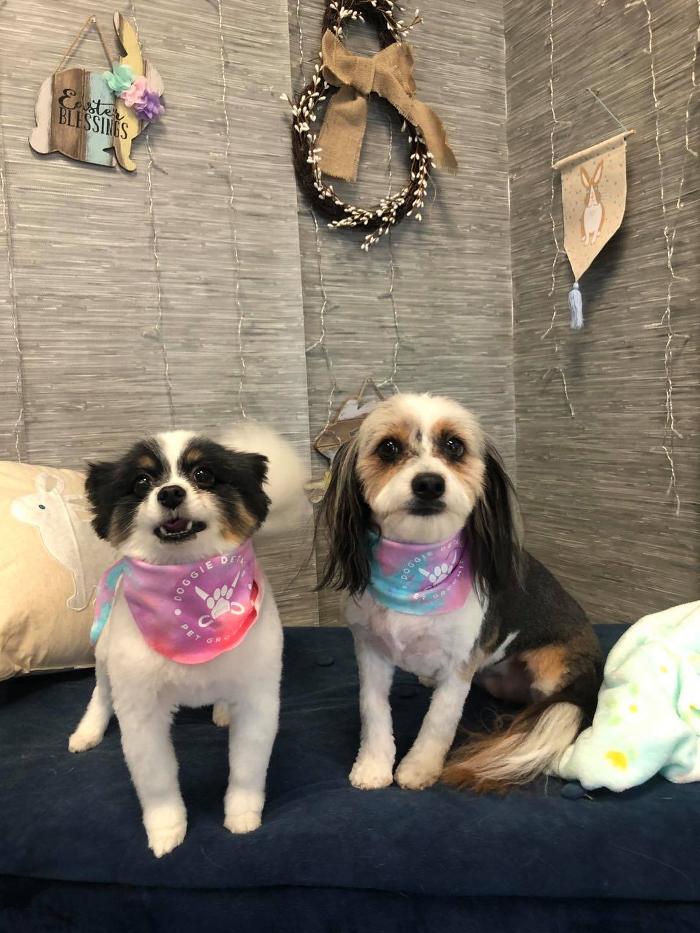 Doggie Details Pet Grooming - Richland, WA