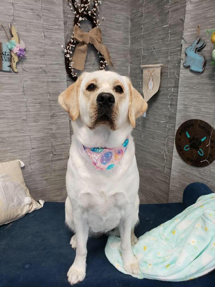 Doggie Details Pet Grooming - Richland, WA