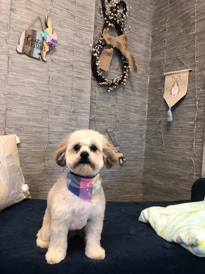 Doggie Details Pet Grooming - Richland, WA