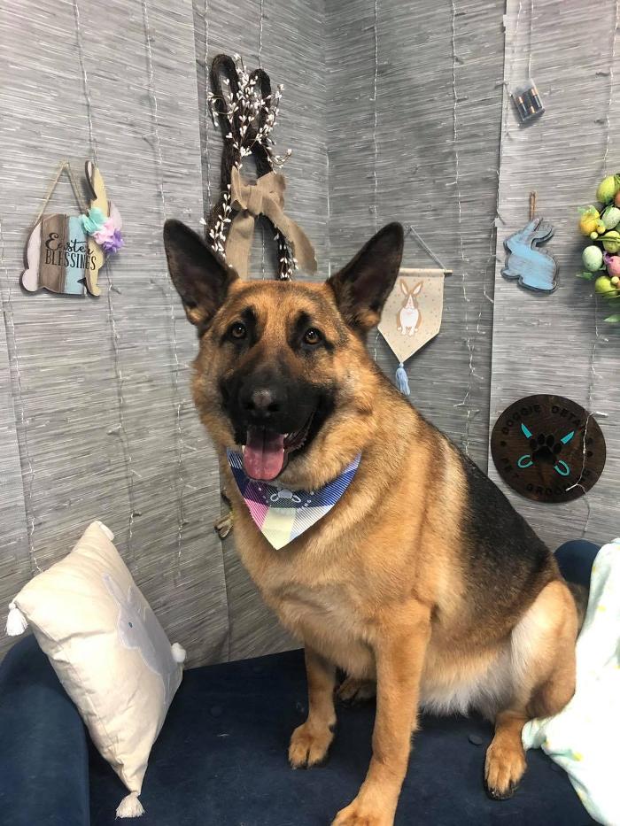 Doggie Details Pet Grooming - Richland, WA