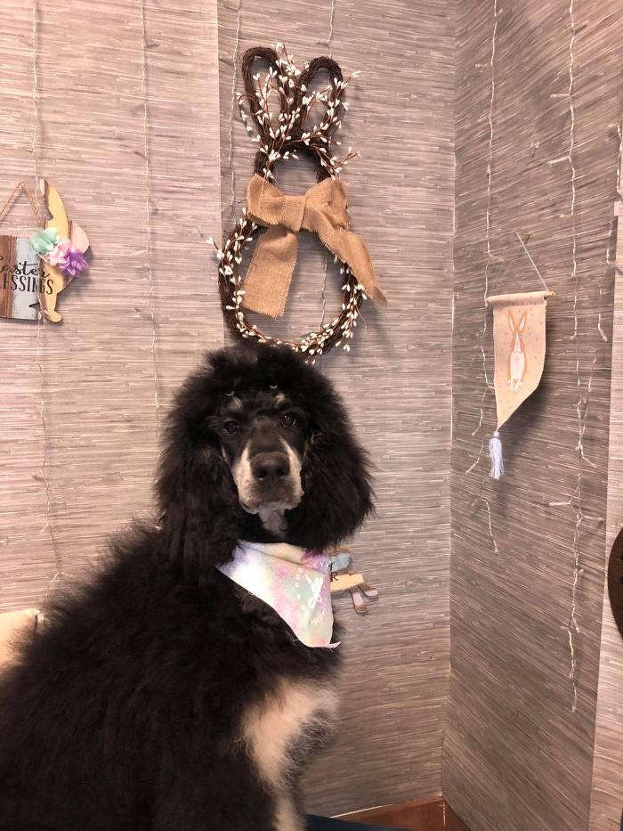 Doggie Details Pet Grooming - Richland, WA