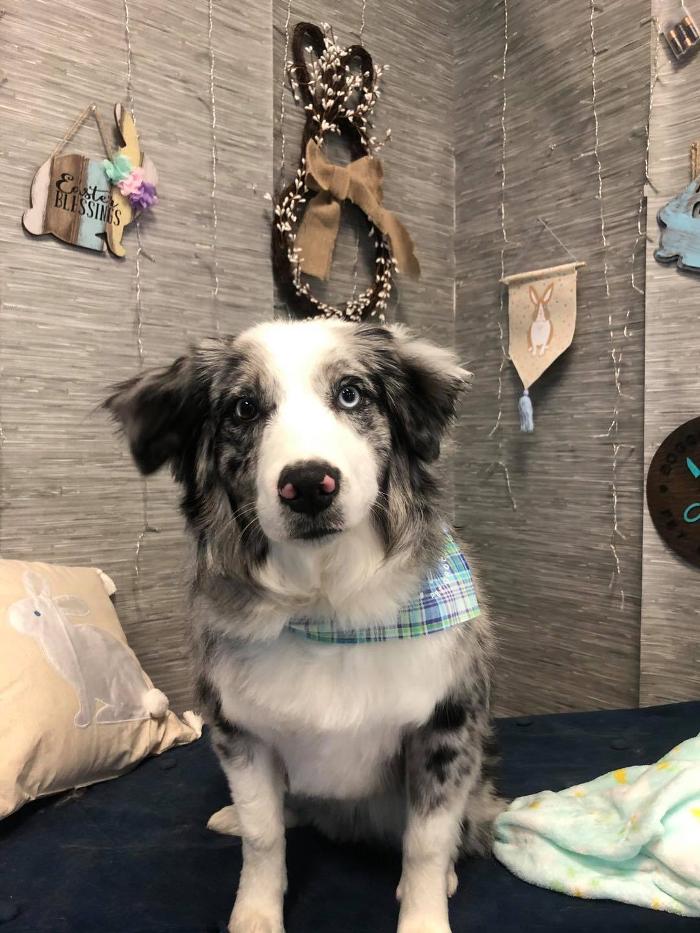 Doggie Details Pet Grooming - Richland, WA