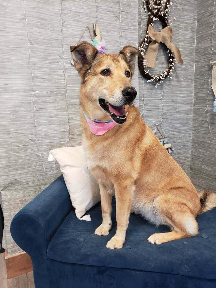 Doggie Details Pet Grooming - Richland, WA