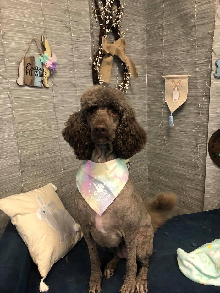 Doggie Details Pet Grooming - Richland, WA