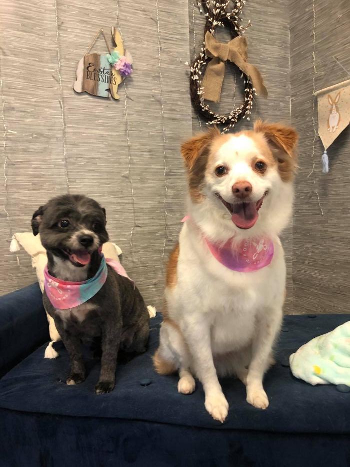 Doggie Details Pet Grooming - Richland, WA