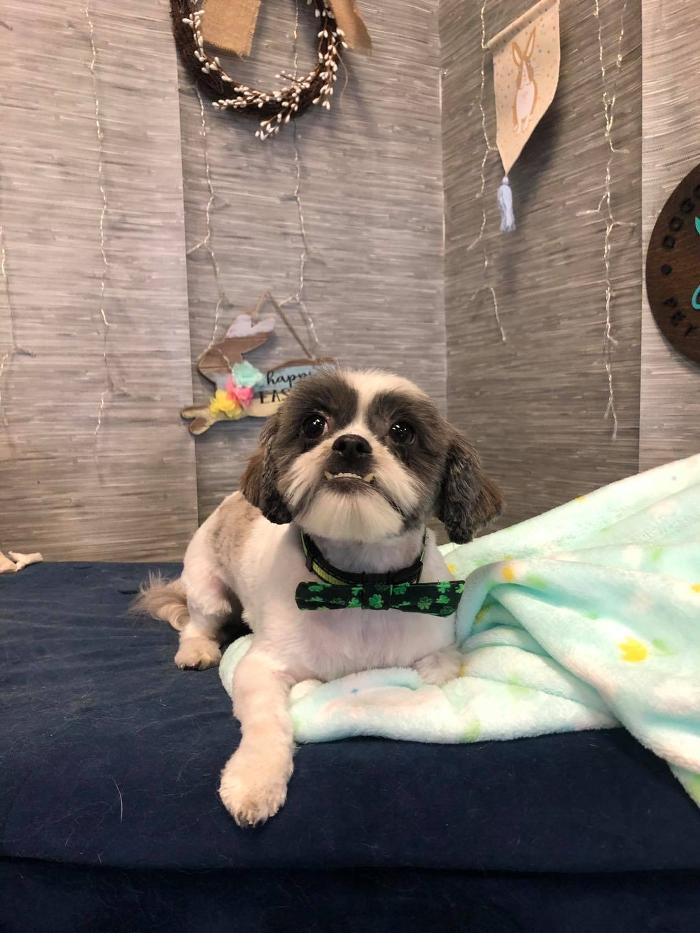 Doggie Details Pet Grooming - Richland, WA