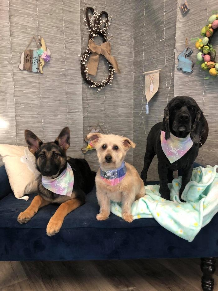 Doggie Details Pet Grooming - Richland, WA