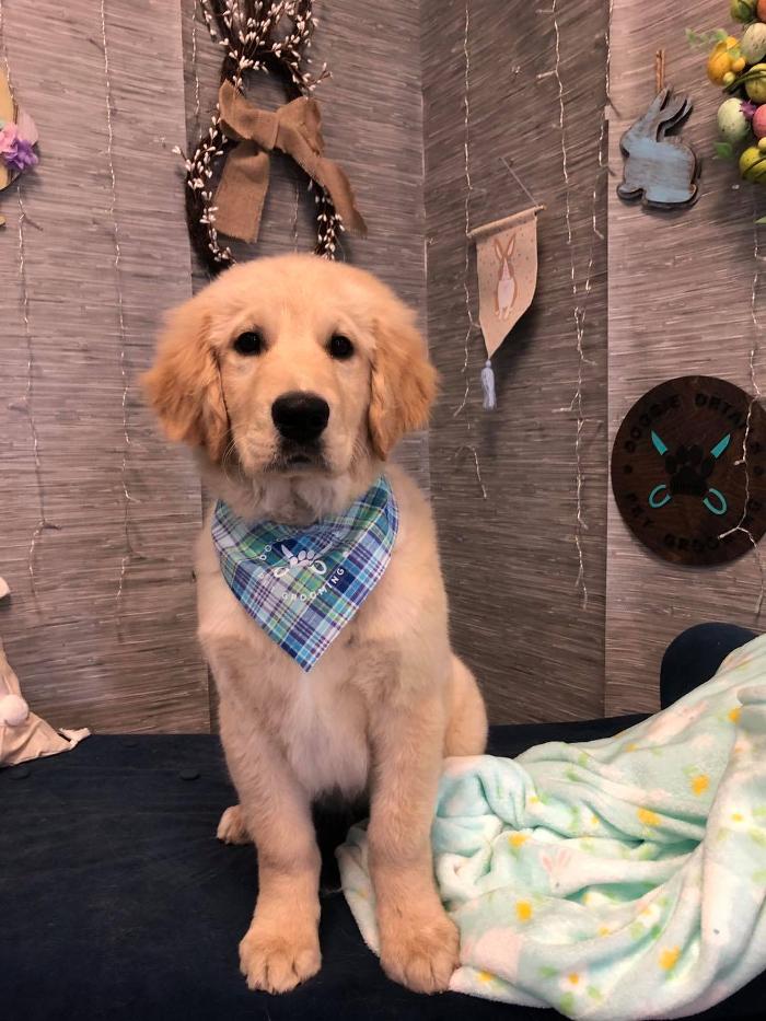 Doggie Details Pet Grooming - Richland, WA