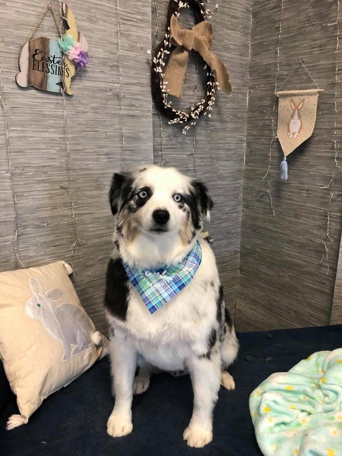 Doggie Details Pet Grooming - Richland, WA