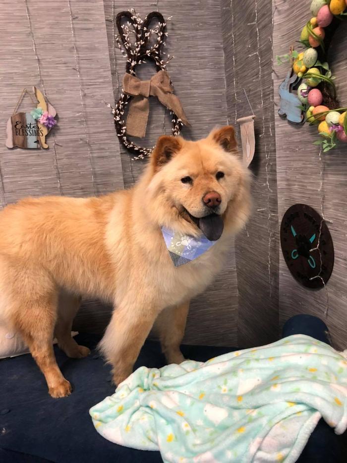 Doggie Details Pet Grooming - Richland, WA