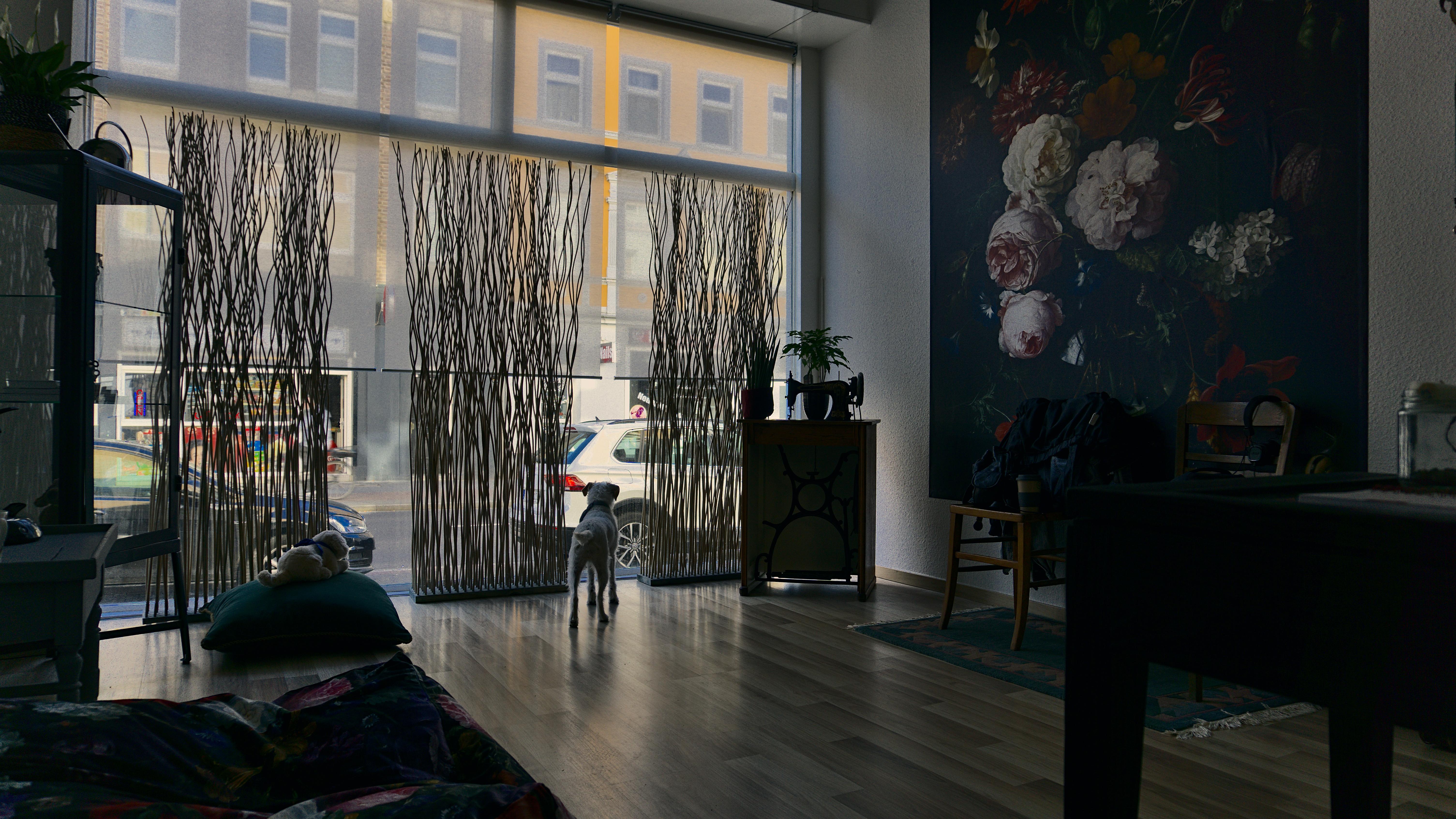 Winston's Hundesalon, Further Straße in Neuss