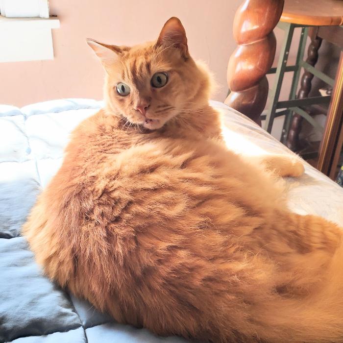 Lefty's Local Pawsome Pet Care - Atlanta, GA