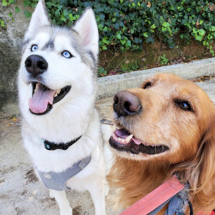 Lefty's Local Pawsome Pet Care - Atlanta, GA