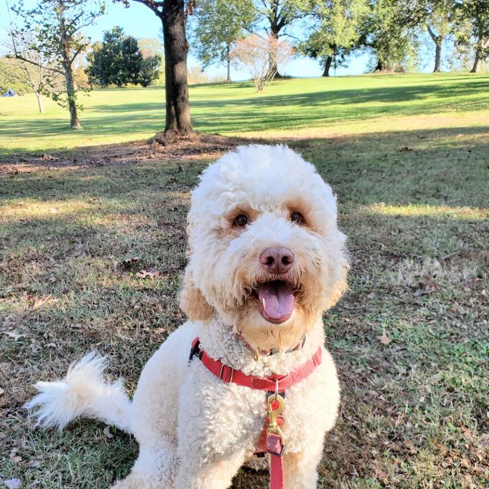 Lefty's Local Pawsome Pet Care - Atlanta, GA