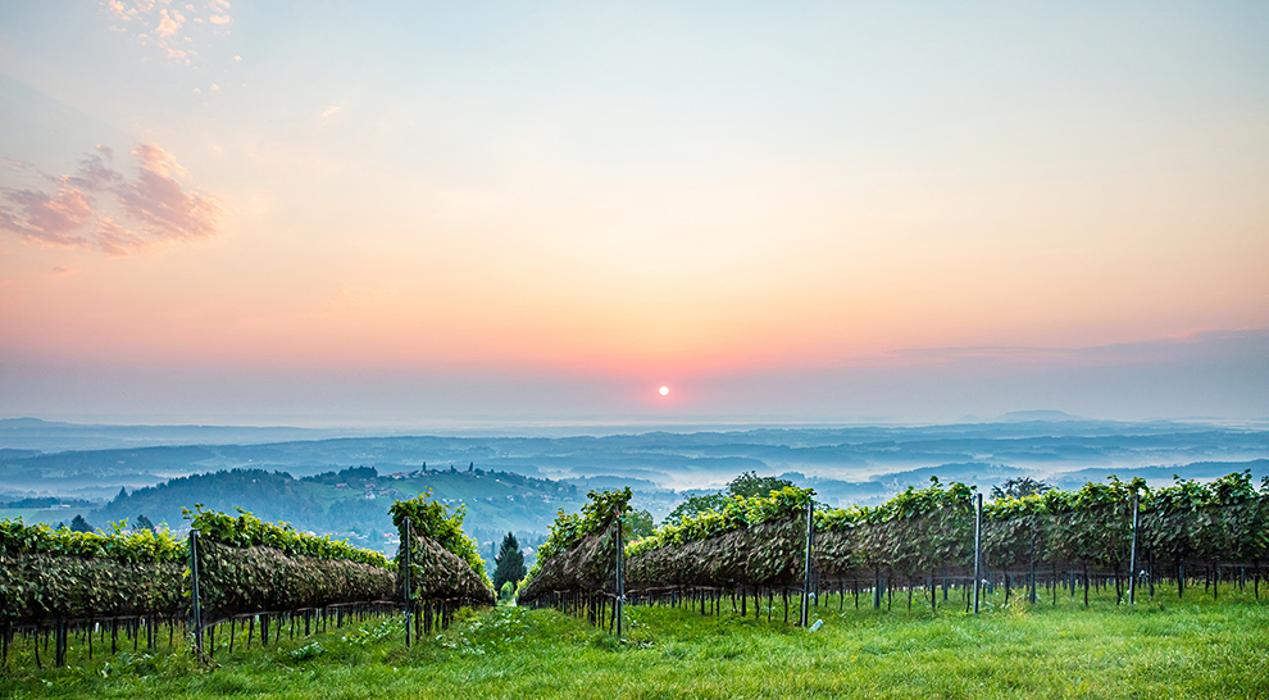 Langmann Weingut Buschenschank, Langegg an der Schilcherstraße in Sankt Stefan ob Stainz