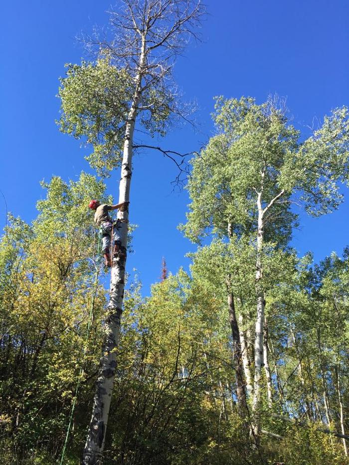 Rusty's Tree Service LLC - Thayne, WY