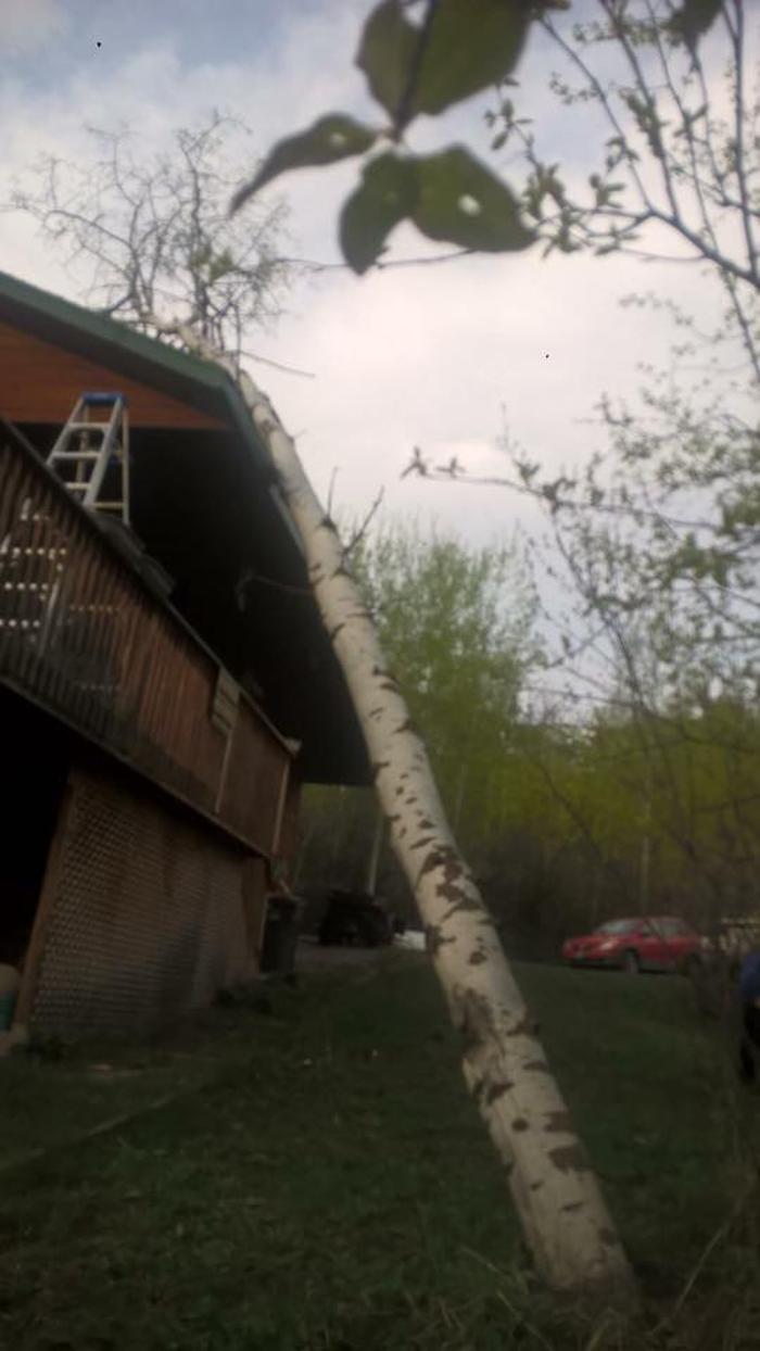 Rusty's Tree Service LLC - Thayne, WY