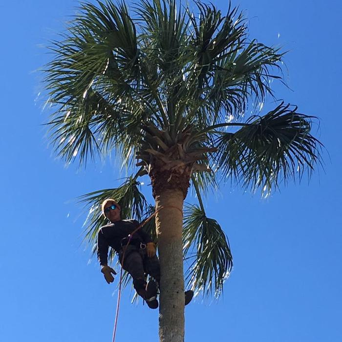 Rusty's Tree Service LLC - Thayne, WY