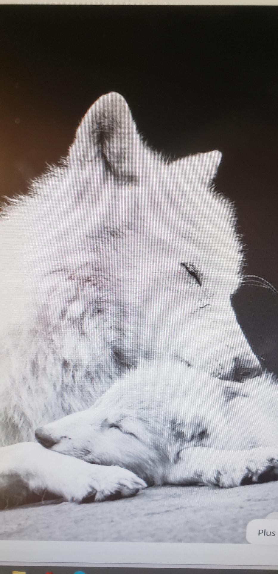 Association LoupBlanc