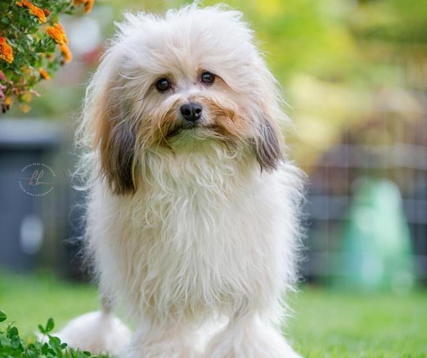 Hundesalon Wizzi, Kilchbergstrasse in Adliswil