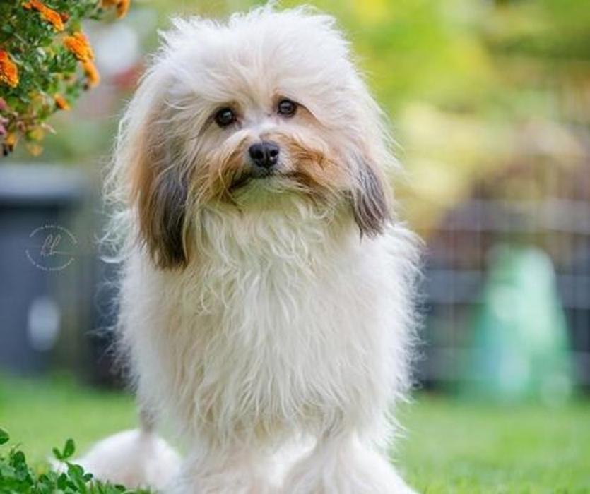 Hundesalon Wizzi, Kilchbergstrasse in Adliswil