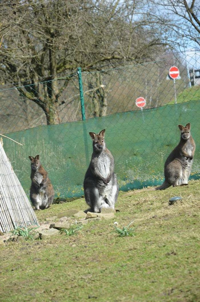 Outback-Lindlar, Klauser Straße in Lindlar
