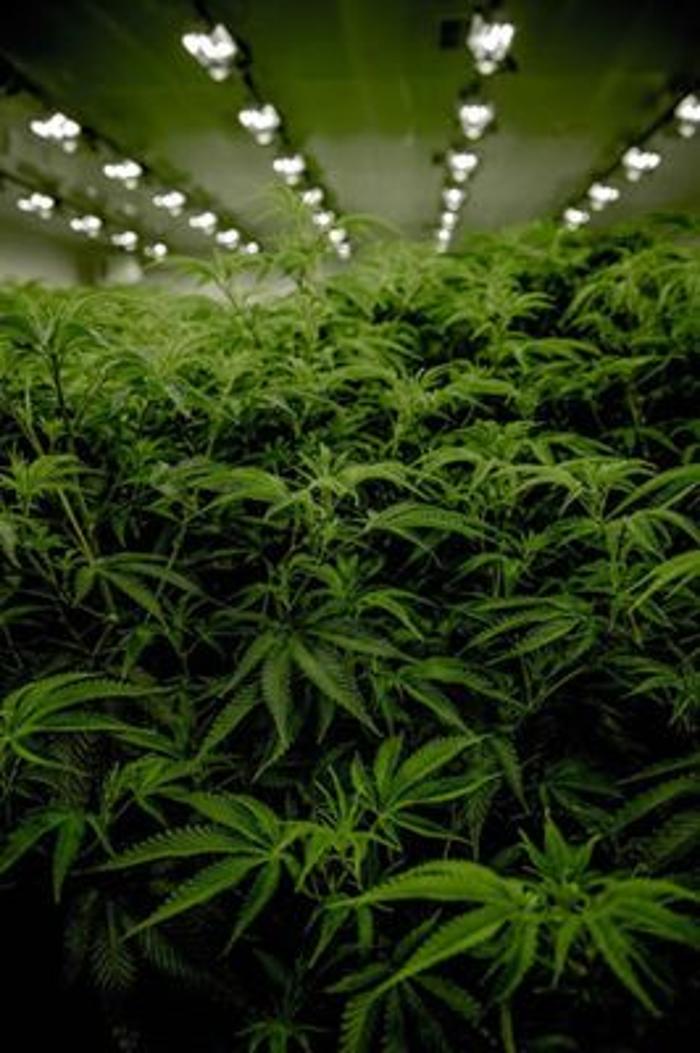 The Cannabis Depot - Pueblo, CO