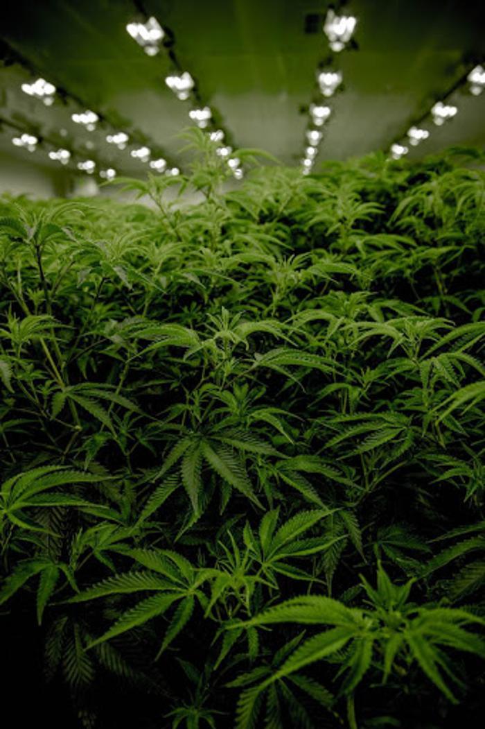 The Cannabis Depot - Pueblo, CO