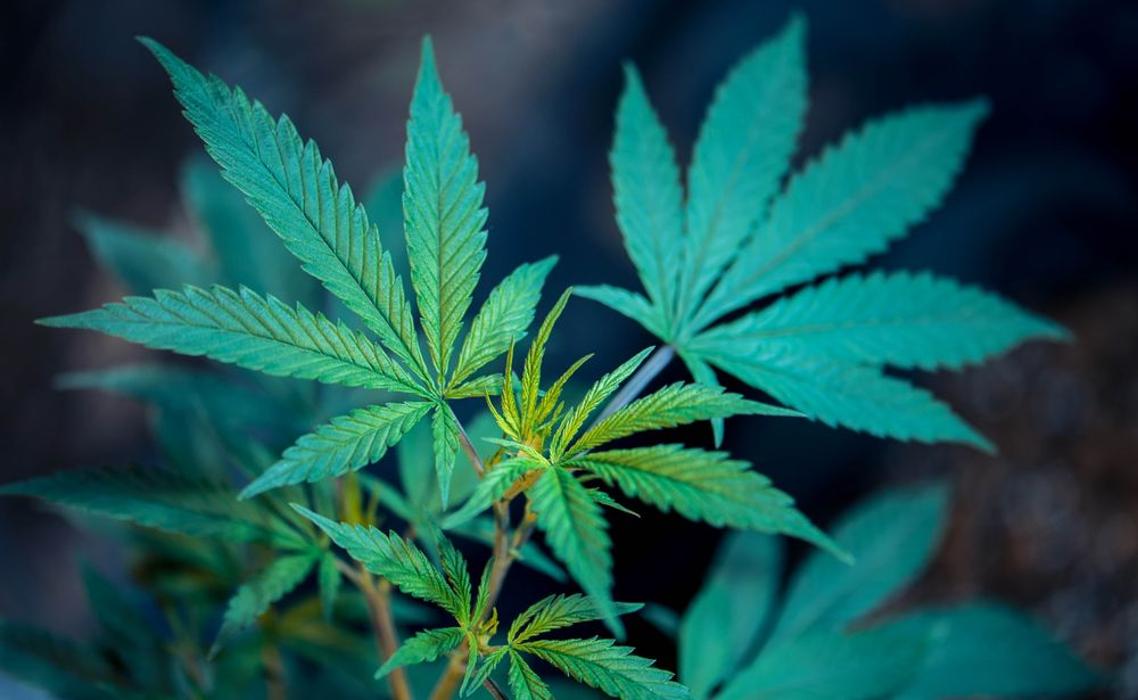 The Cannabis Depot - Pueblo, CO