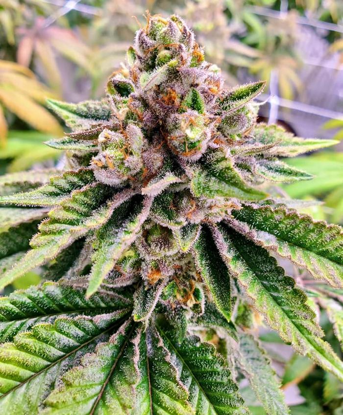 Cannabist Dispensary Portsmouth - Portsmouth, VA