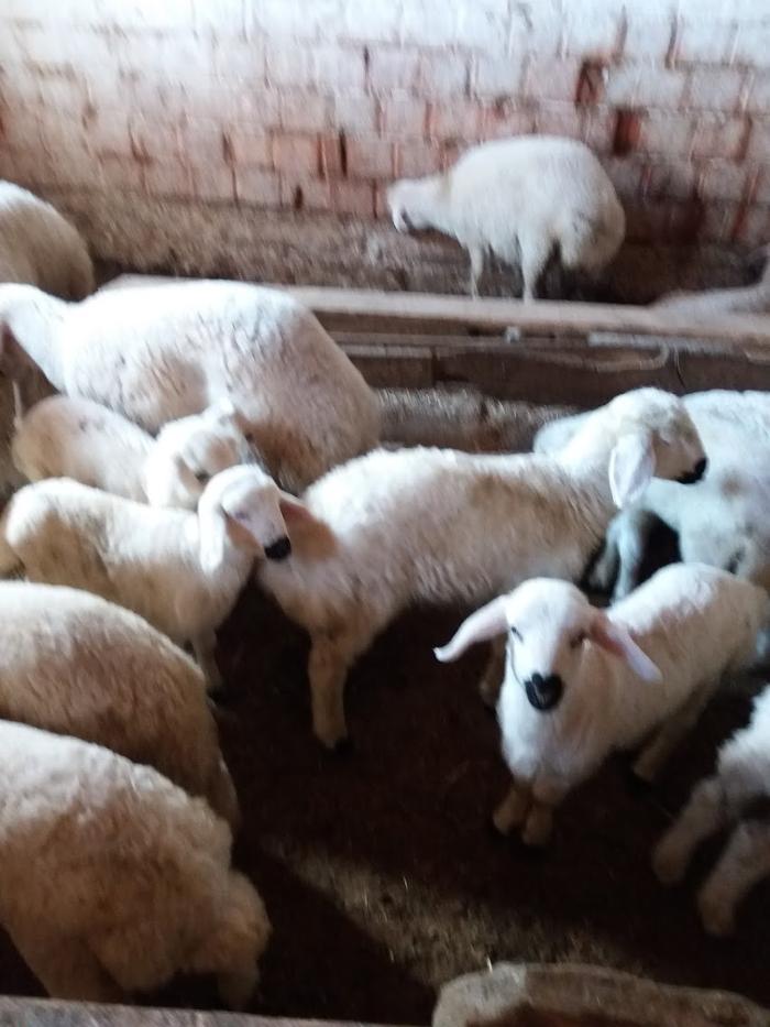 Fotos - Cafe Alt Schwanheim - 43