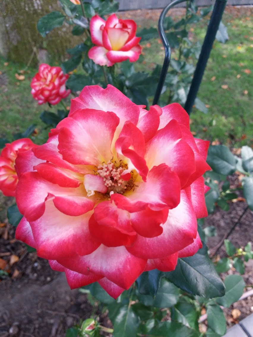 Fotos - Cafe Alt Schwanheim - 29