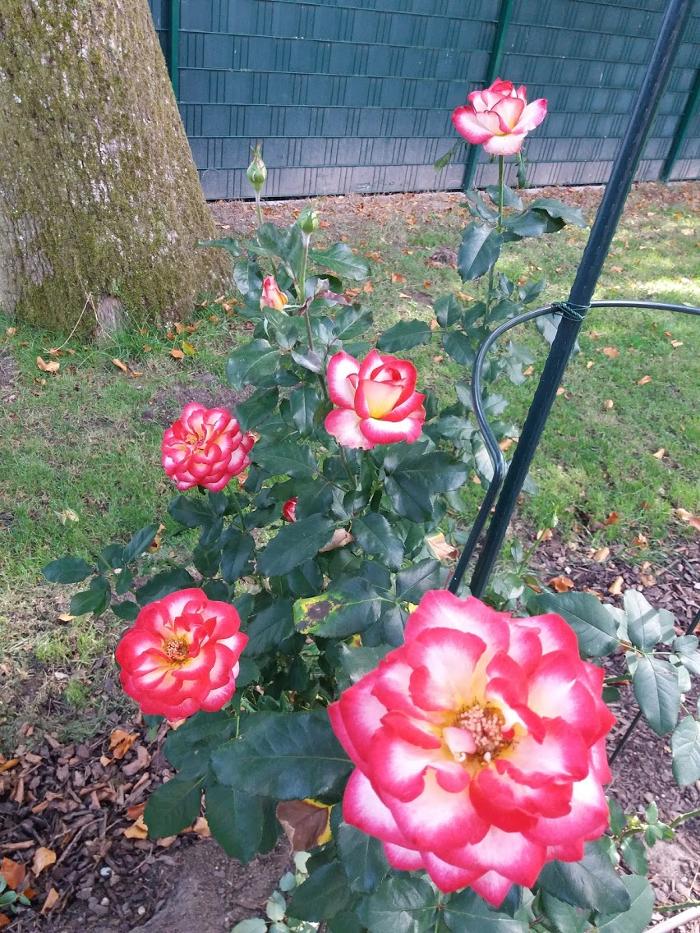 Fotos - Cafe Alt Schwanheim - 50