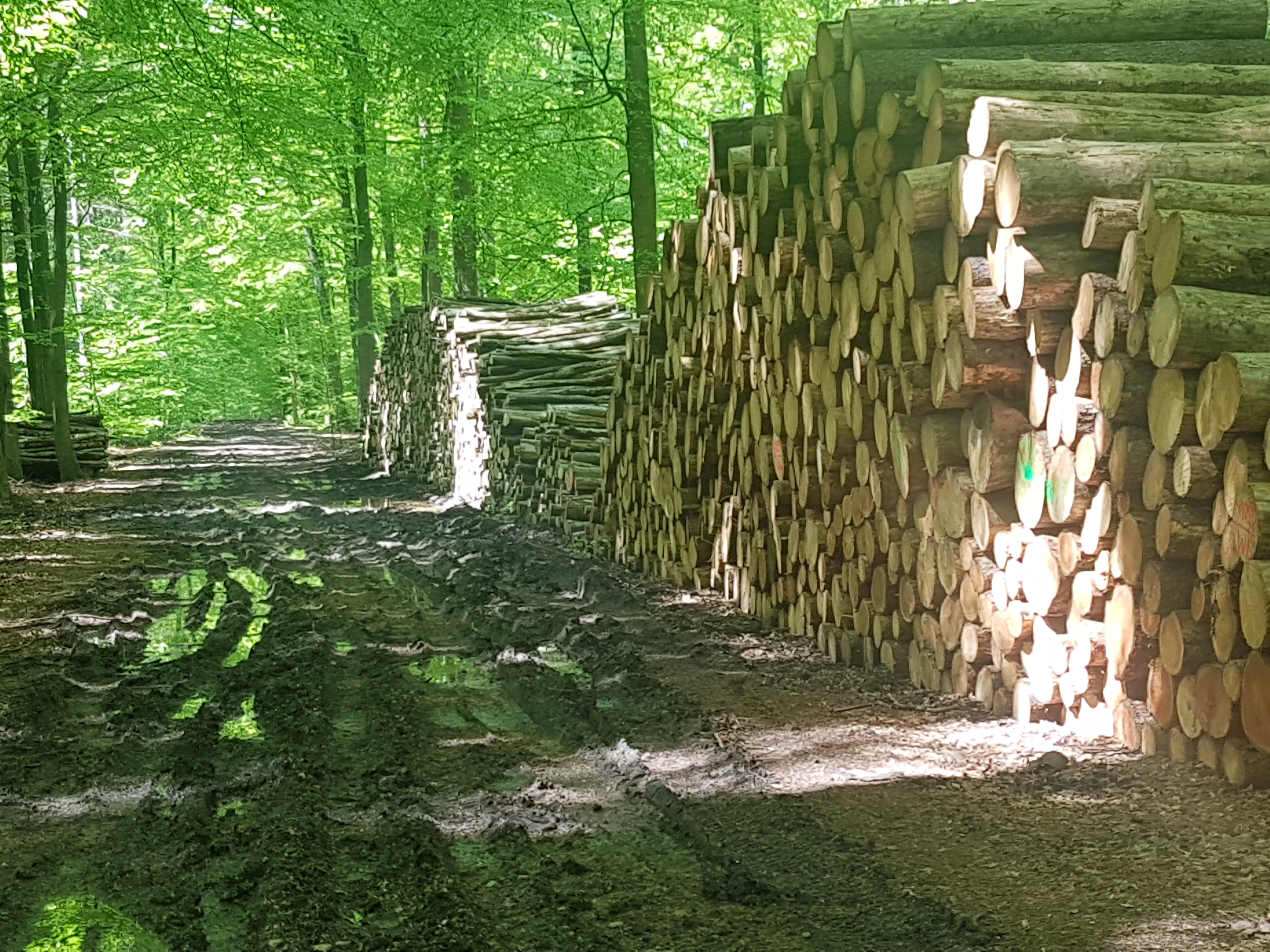 Fotos - Winkler-Holzdielen - 4