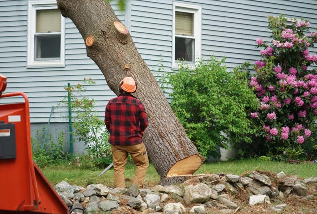 TreeTech TX - Plano, TX