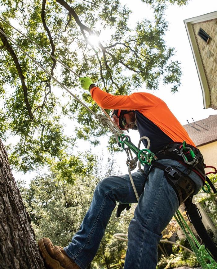 TreeTech TX - Plano, TX