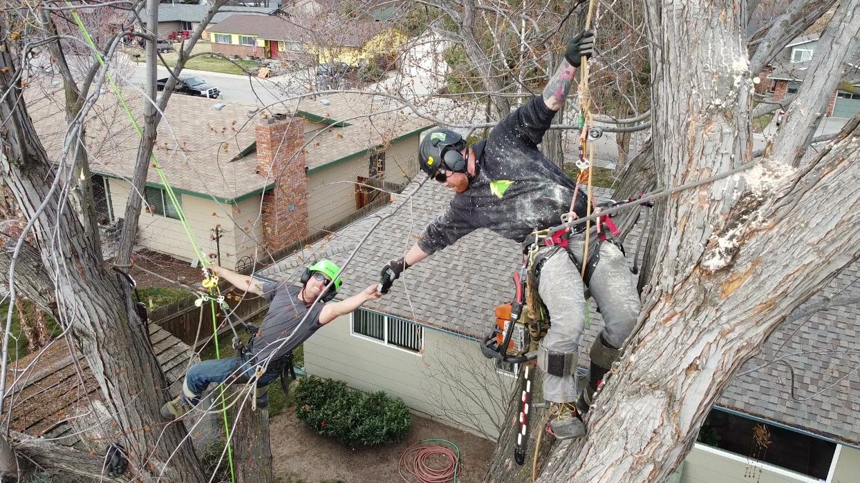 Amp Tree Works LLC - Boise, ID