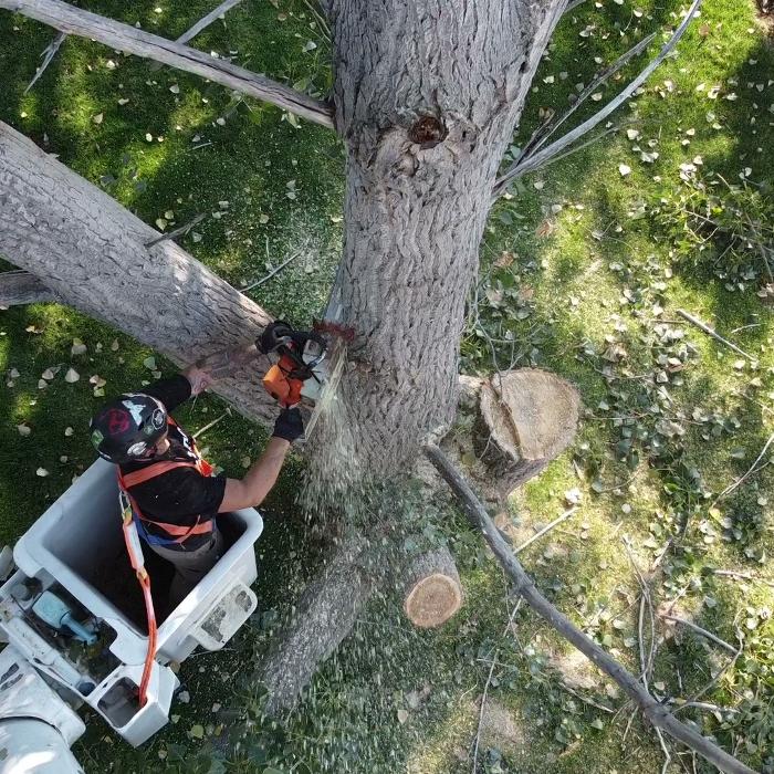 Amp Tree Works LLC - Boise, ID