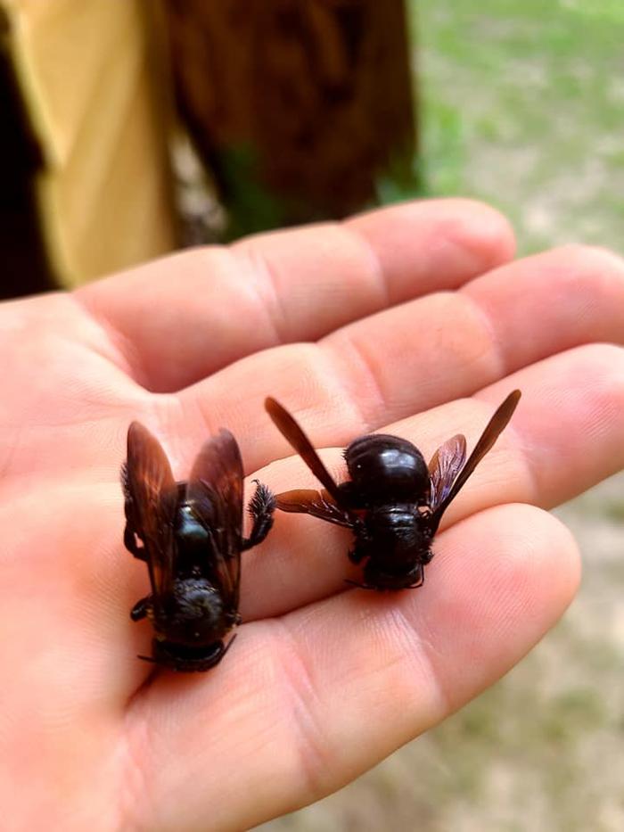 MOCO Pest Solutions - Willis, TX