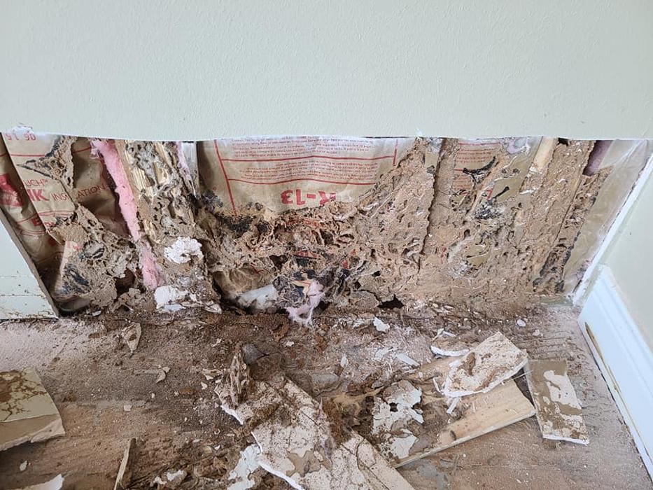 MOCO Pest Solutions - Willis, TX