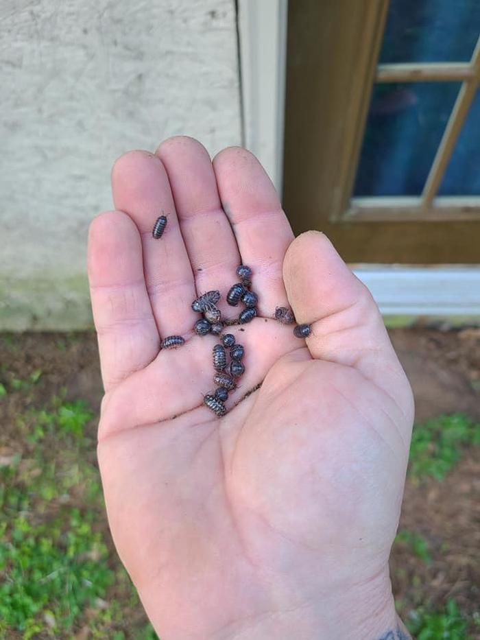 MOCO Pest Solutions - Willis, TX